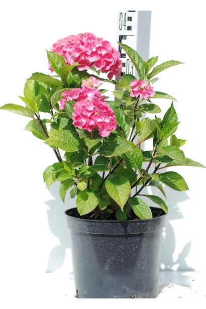 Гортензія широколиста Стайл Пінк - 3л/вис.30-40см/Ø25-35см